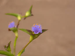 Image result for Cyanotis lanata