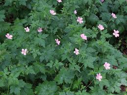 Image result for Geraniaceae