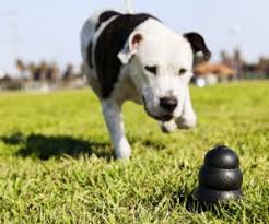 Also, they'll make quick jobs of toys that would undoubtedly last typical puppies years. Best Pitbull Toys All Tested And Reviewed In 2021