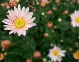 Image result for Craspedorhachis