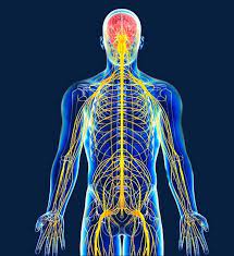 The Structure Of The Human Nervous System Is Positive Png And Clipart Human Nervous System Nervous System Bio Art