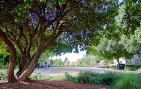 Help support my series by checking out:my patreon page: Arbutus Unedo Strawberry Tree A Marina Marina Strawberry Tree Trees Of Stanford Environs