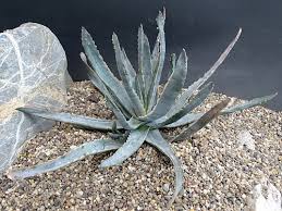 Image result for Aloe veseyi