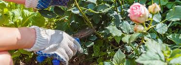 There are wide varieties of types, colors and sizes to with proper care, they can add beauty to your garden for years to come. Bomgaars Blog The Basics Of Rose Care Bomgaars Blog Bomgaars