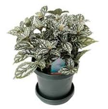 Check spelling or type a new query. Aluminum Plant Pilea Cadierei Minima Aluminum Plant Is A Small Easy To Grow Indoor Plant That Has Green Leaves Marked Aluminum Plant Plants Variegated Plants
