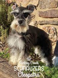 black silver beauty with blue eyes mini schnauzer