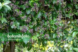 Image result for Periploca