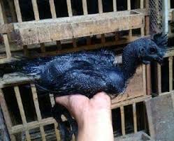 Harga Ayam Cemani Bulan Januari 2016 Ternak Ayam Landak