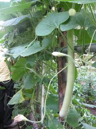 Lift your spirits with funny jokes, trending memes, entertaining gifs, inspiring stories, viral videos, and so much more. Sicilian Squash Or Cucuzza Squash Borer Resistant Zuchini Replacement Sicilian Recipes Growing Food Planting Vegetables