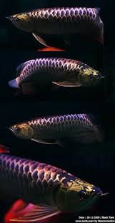 126 Best Arowana Images Dragon Fish Freshwater Fish