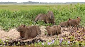 This is a sign of authenticity in argentina and only enhances its beauty and appeal. Carpincho Capivara Roedor Mas Grande Del Mundo Picture Of Mercedes Province Of Corrientes Tripadvisor