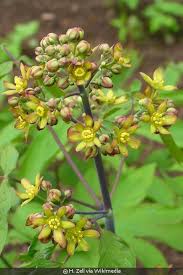 Image result for Blue Cohosh