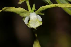 Image result for Monodora stenopetala