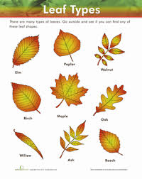 leaf types worksheet education com