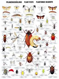 Garden Insect Pest Identification Websites Hilton Garden Grove