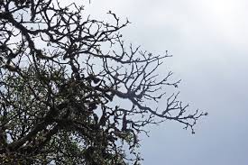 Image result for Astropanax abyssinicus