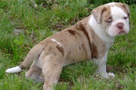 Feel free to browse hundreds of active classified puppy for sale listings, from dog breeders in pa and the. Alapaha Blue Blood Bulldog Breed Information Alapaha Blue Blood Bulldog Images Alapaha Blue Blood Bulldog Dog Breed Info