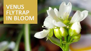 The venus flytrap (dionaea muscipula) is a carnivorous plant native to subtropical wetlands on the east coast of the united states in north carolina and south carolina. Venus Flytrap In Bloom 05 05 2017 Youtube