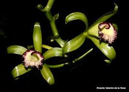 Image result for Vanilla polylepis