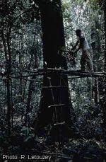 Image result for Drypetes arguta