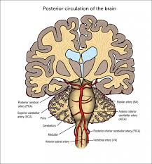 Image result for Posterior Circulation