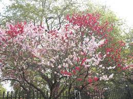The best time to plant tree and shrub seeds outdoors is after the last frost in your area (spring). Prunus Persica Peppermint Peppermint Peach Peach Trees Plants Persica