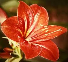 Check spelling or type a new query. Tiger Lily Photography For Sale Saatchi Art