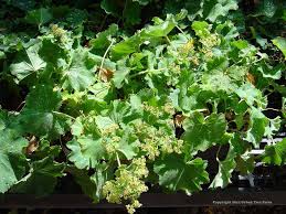 Image result for Alchemilla ellenbeckii