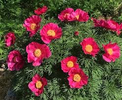 Serving midlothian, chesterfield, north chesterfield ,chester, moseley,. Janice Lasalle June 11 1936 June 17 2021 The Prowers Journal