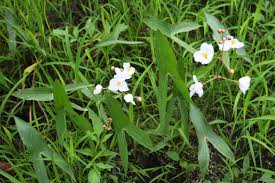 Image result for Fuirena sagittata