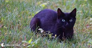 Feral cats are homeless cats, many of whom were born in the wild; Feral Vs Stray Cats Meaning What Is A Feral Cat