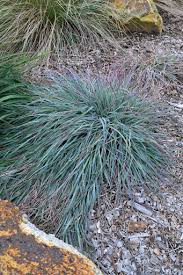 Image result for Themeda