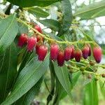 Image result for Agarista salicifolia