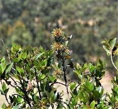 Image result for Falkia oblonga