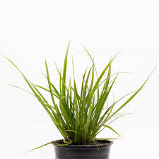 Image result for Cyperus platycaulis