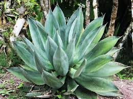 Aloe vera has many different applications. Is Aloe Vera A Cactus The Tilth