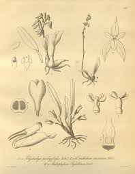 Image result for Bulbophyllum intertextum