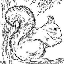 Squirrel coloring pages for adults see more images here : Pin On Animals