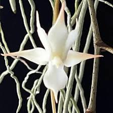 Image result for Aerangis kotschyana