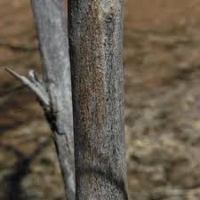 Image result for Combretum acutifolium