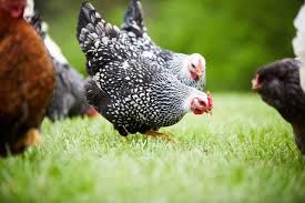 We offer nature smart organics poultry feed. How To Switch To A Chicken Layer Feed Modern Farmer