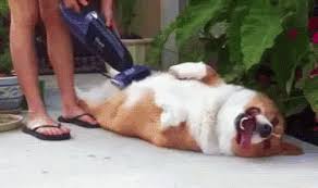 I just figured since i did a decent job of it, i'd post it here. Dog Cleaning Gif Vacuum Cute Dogs Discover Share Gifs Happy Animals Funny Dog Gifs Happy Animal