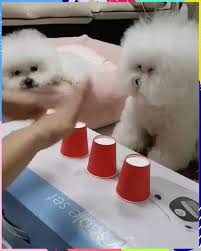 Most Clever Dog Katze Sussekatze Kleinekatze Clever Dog Cute Baby Animals Cute Animals