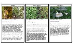 Banyak khasiat daun kesum atau cenohom. Lemba Daun Kesum Kecubung Nama Botani Curculigo Latifolia Khasiat Dan Kegunaan Nama Botani Polygonum Minus Huds