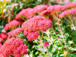 Image result for Sedum