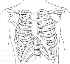 The respiratory system can be classified in terms of function and anatomy. Physical Assessment