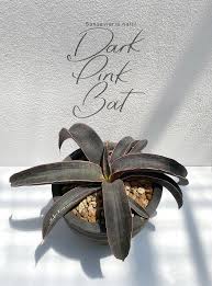 Image result for Sansevieria hallii