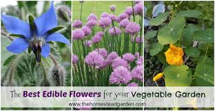 You can basically plant any vegetables of your choice or try one of the five garden suggestions, which by the way, looks quite colorful and tasty. The Best Edible Flowers For A Vegetable Garden