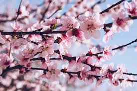 The kwanzan flowering cherry tree is also known as a japanese flowering cherry tree and with its large double pink flowers it's the showiest cherry in spring. Cherry Blossom Trees For Sale 96 5 Koit