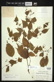 Image result for Crateva eminens